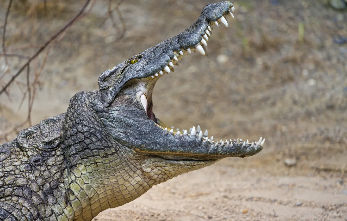 Фото обои крокодил, пасть, профиль, ©Tambako The Jaguar