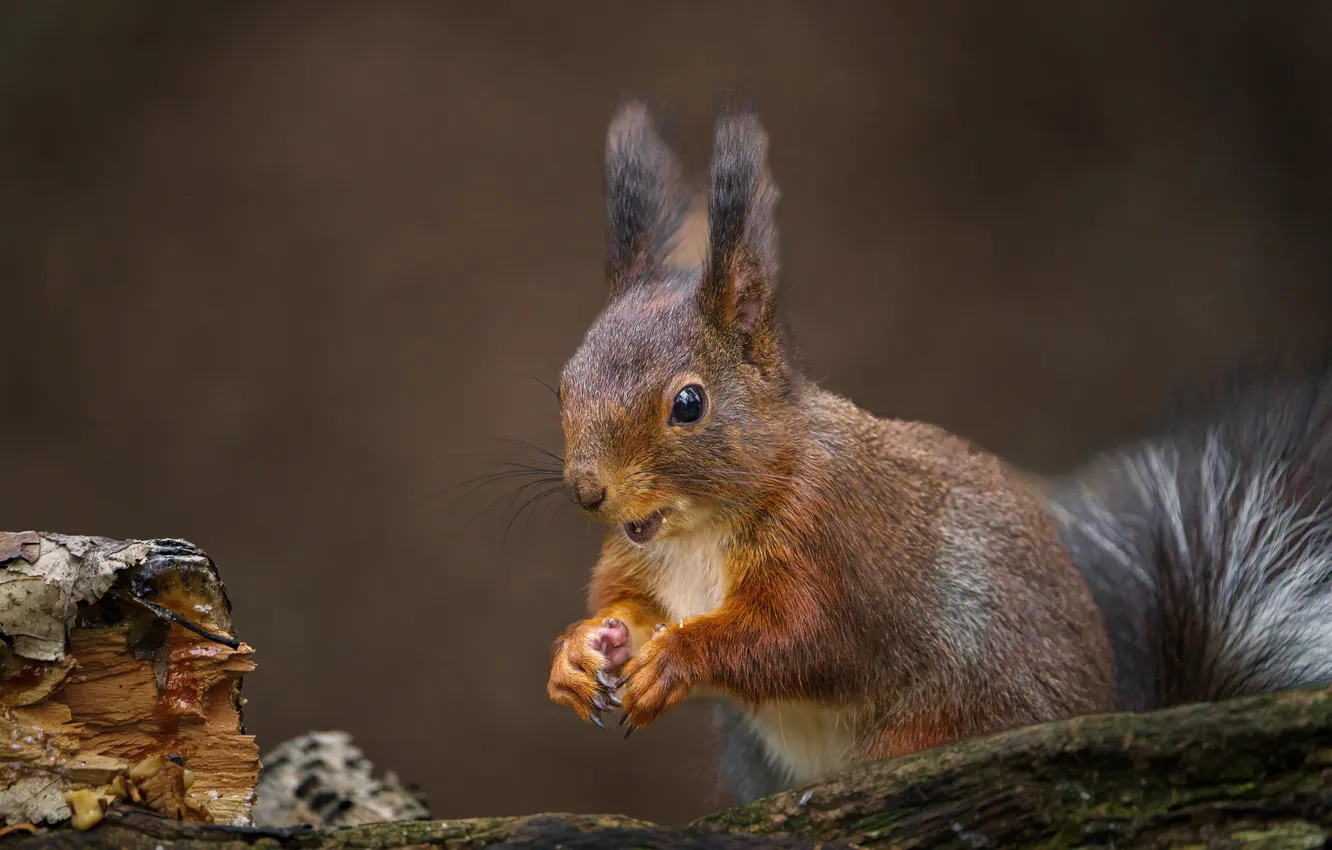 Фото обои фон, пень, белка