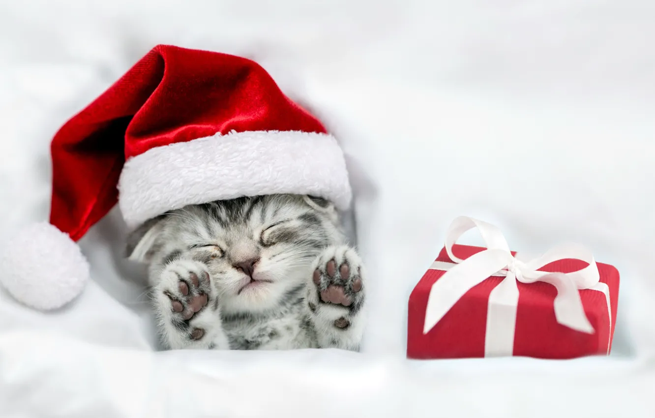 Фото обои котенок, подарок, Рождество, Christmas, kitten, gift, cute, santa hat
