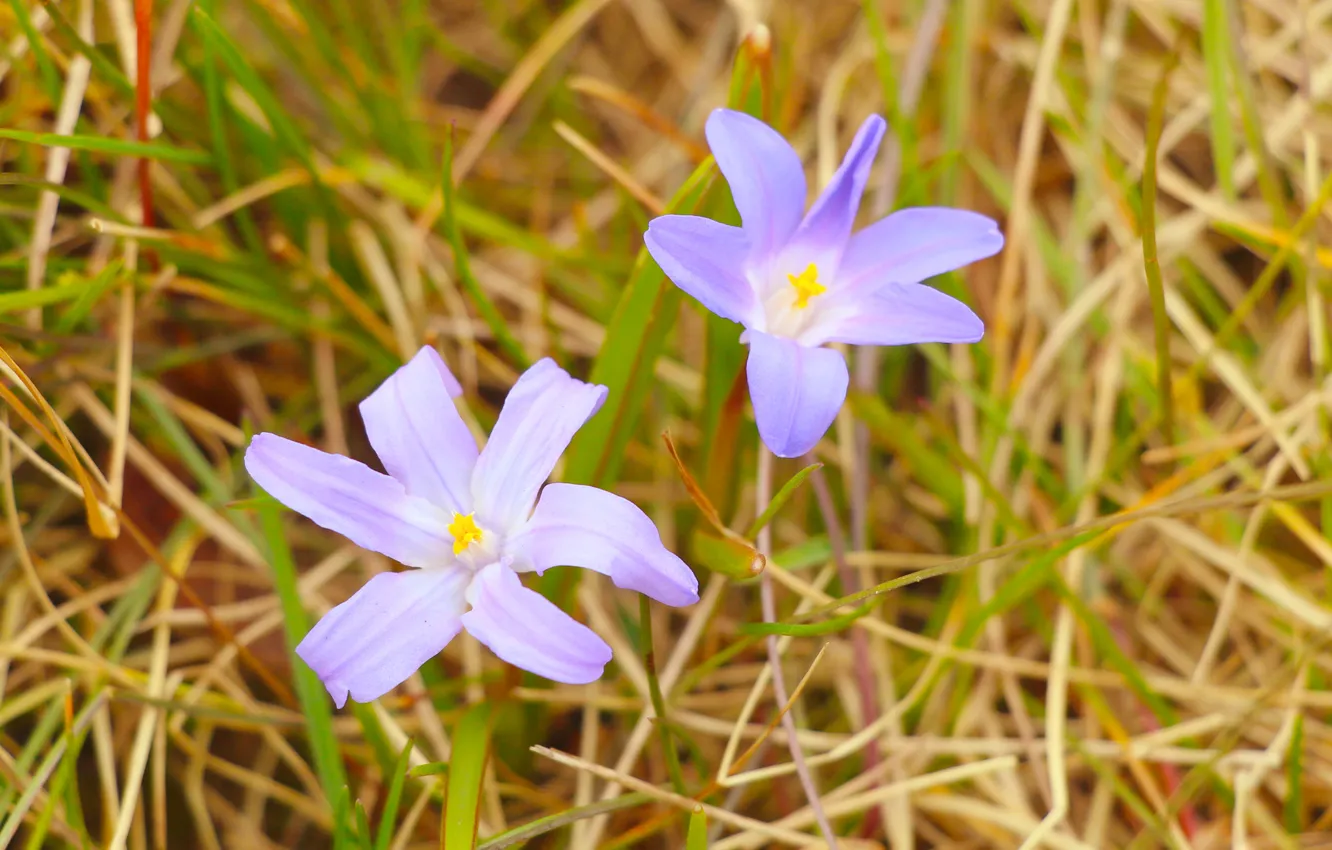 Фото обои flower, blue, blooming
