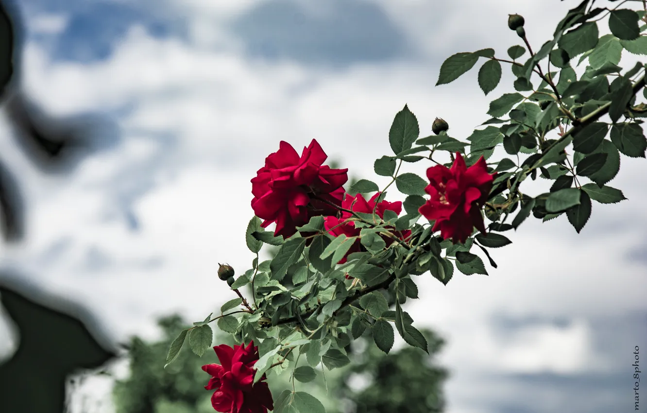Фото обои flowers, flower art, flower and painting, flower arrangement, flower background