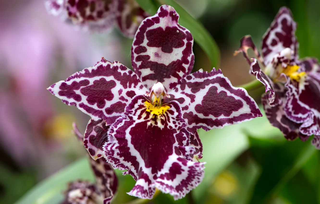 Фото обои макро, лепестки, экзотика, орхидея