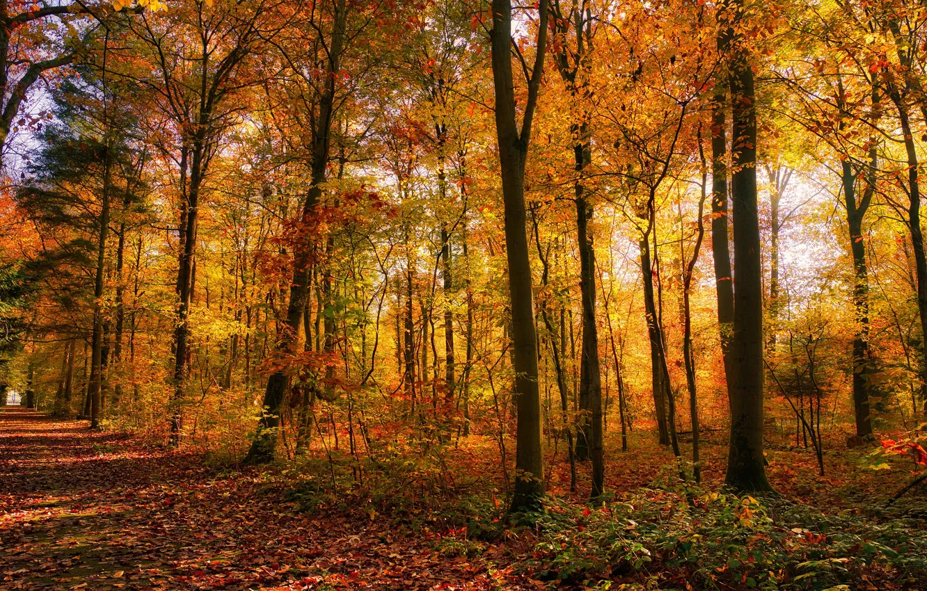 Фото обои дорога, осень, лес, свет, деревья, парк, листва, аллея