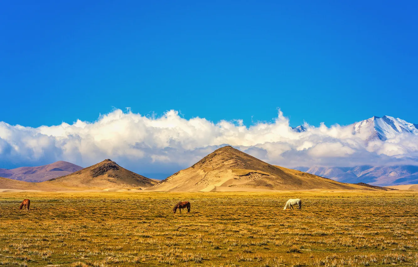 Фото обои sky, field, clouds, hills, Tibet