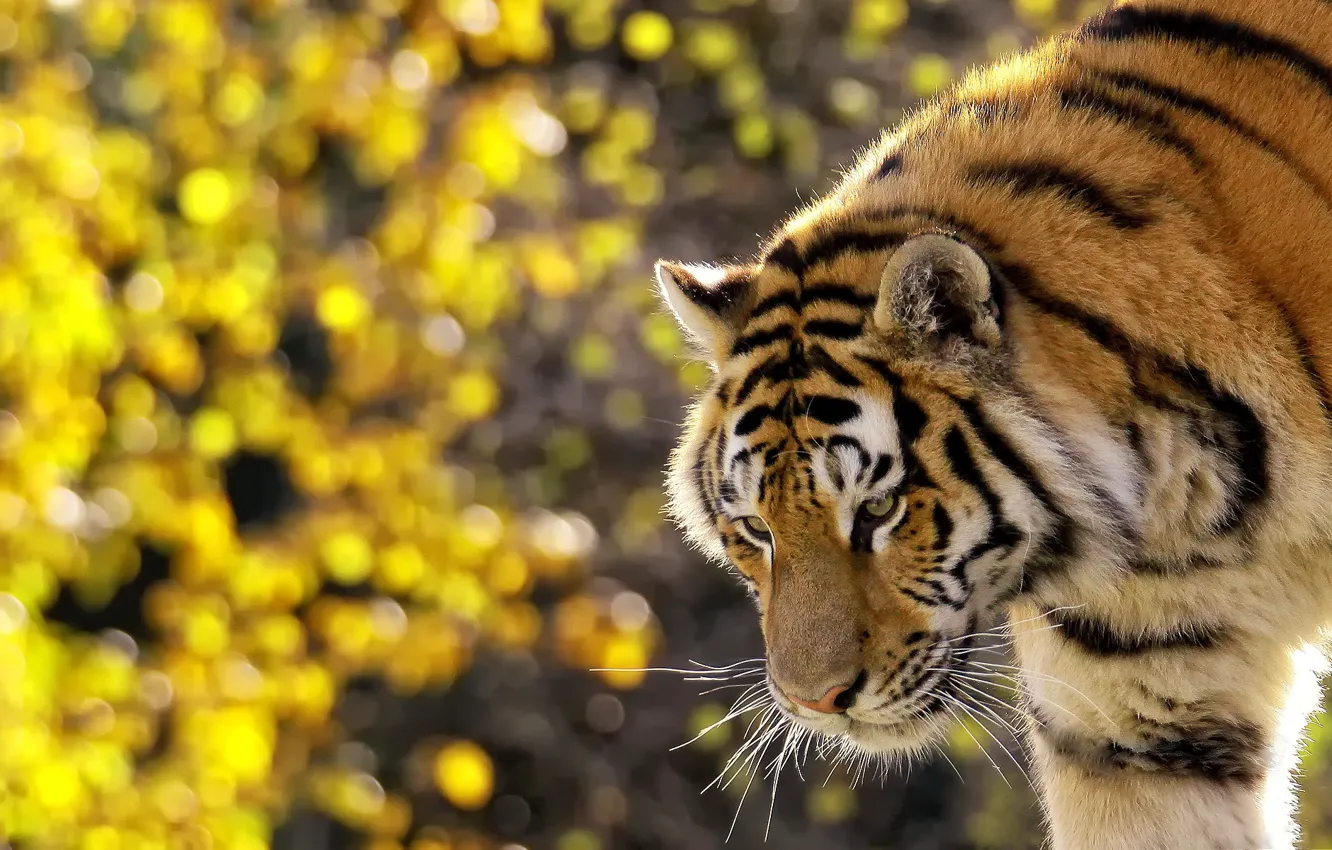 Фото обои усы, морда, тигр, стоит, полосатый, смотрит