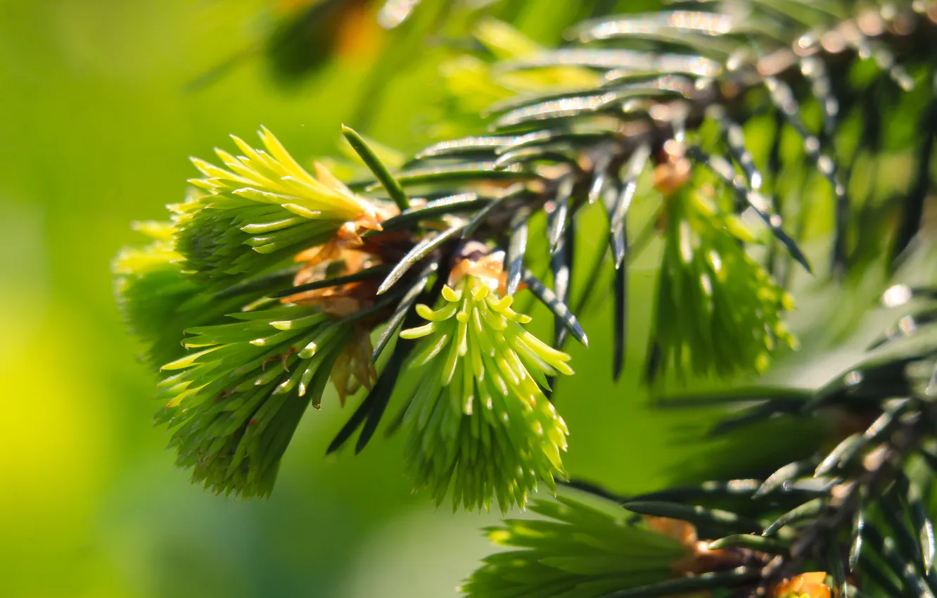 Фото обои spring, pine, spruce, twig