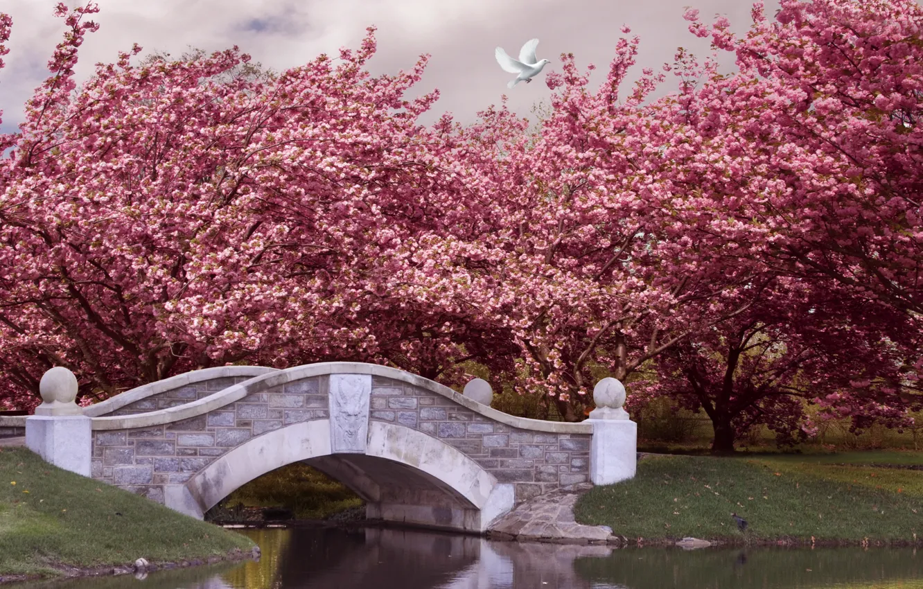 Фото обои деревья, мост, парк, река, весна, сад, цветение, pink