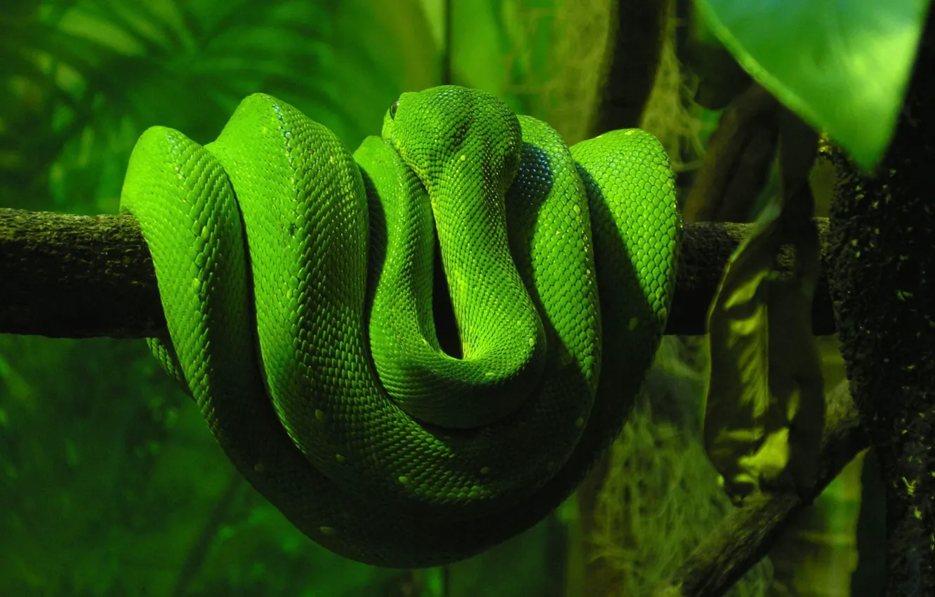 Фото обои зелень, змеи, дерево, змея