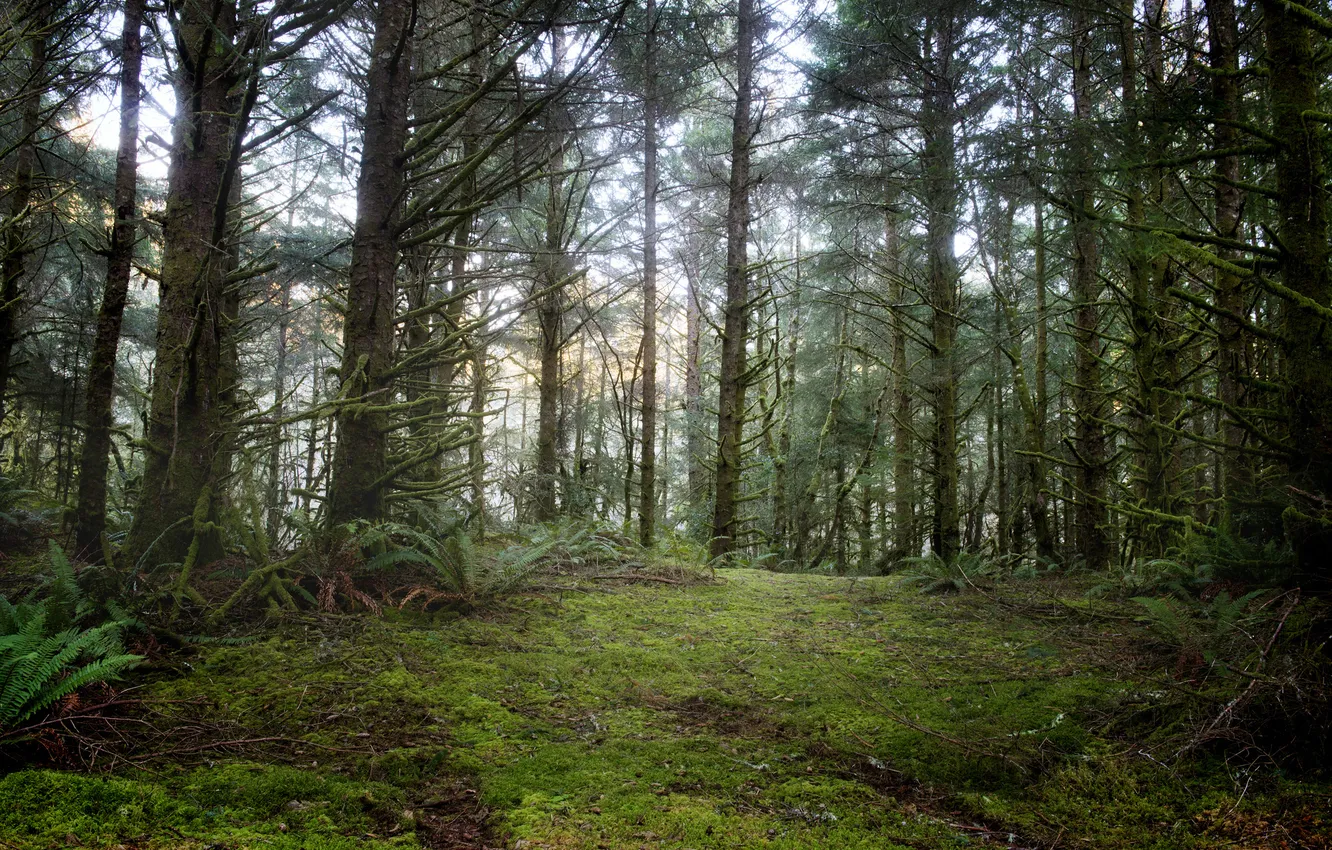 Фото обои лес, национальный парк, Fort Stevens, Орегонское побережье