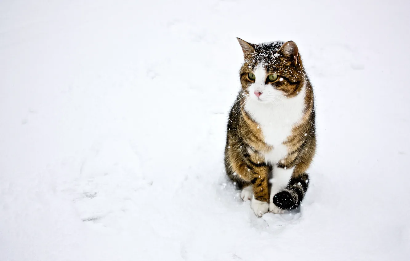 Фото обои зима, кошка, кот, снег