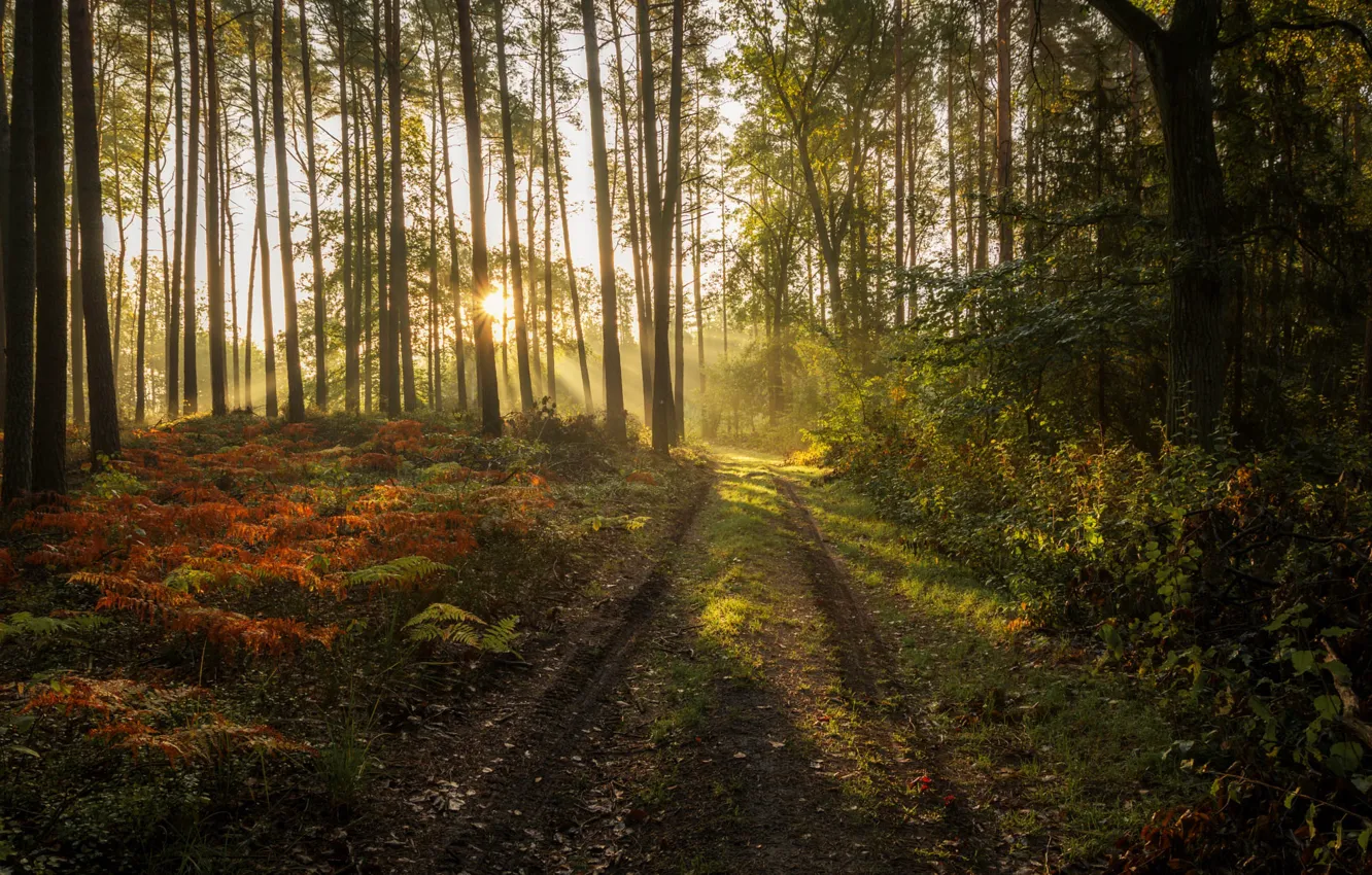 Фото обои дорога, лес, лето, солнце, лучи, свет, деревья, ветки