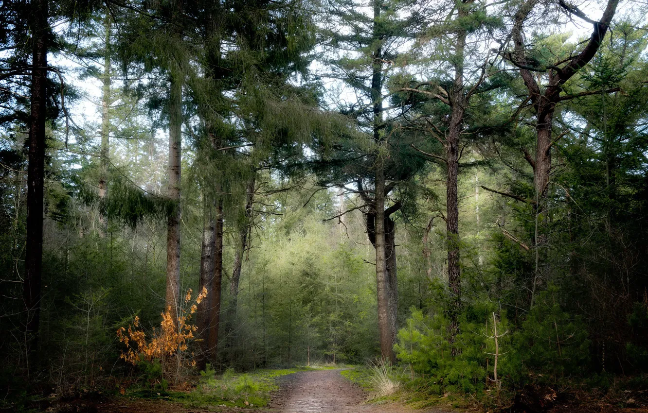 Фото обои дорога, лес, природа