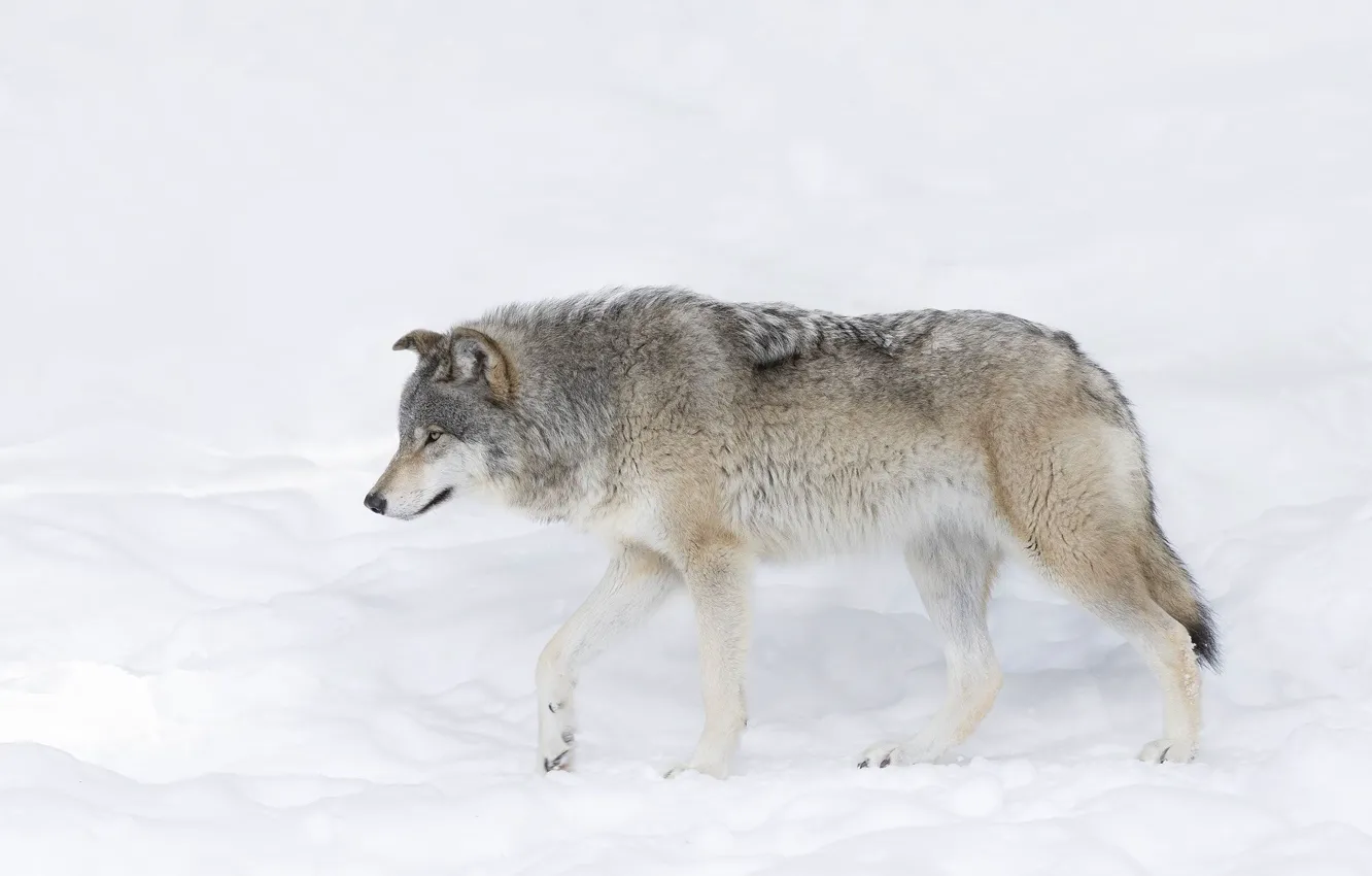 Фото обои Predator, nature, animal, wolf, wildlife, Canis lupus., portrait.