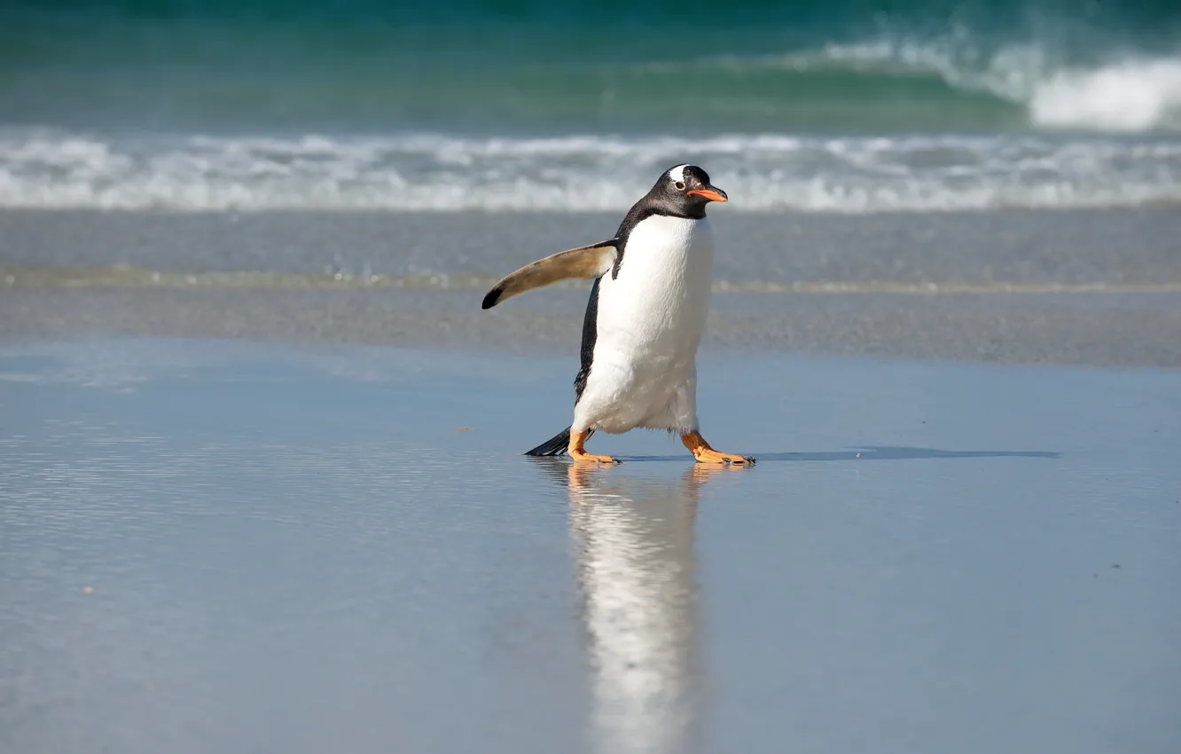 Фото обои море, природа, пингвин, север
