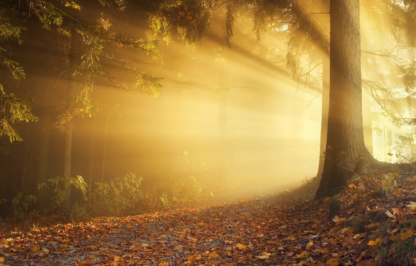 Фото обои осень, лес, солнце, свет, деревья, ветки, природа, дерево