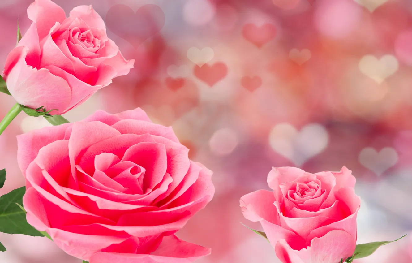 Фото обои розы, pink, flowers, romantic, hearts, Valentine's Day, roses