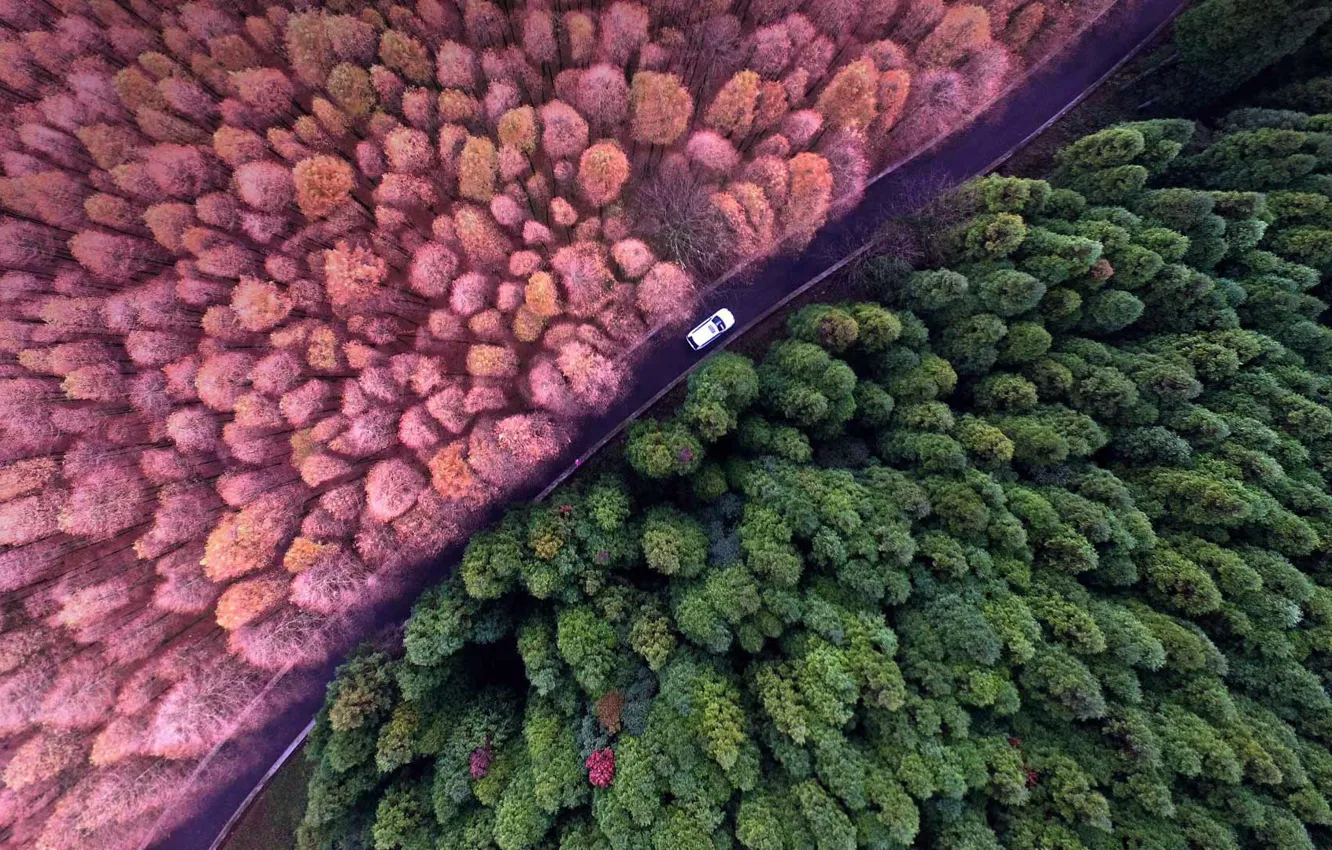 Фото обои лес, деревья, Китай, Shanwangping Karst, Национальный экологический парк, дорпога