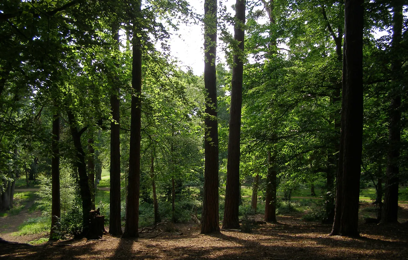 Фото обои лес, лето, деревья, green, тропа, forest, trees, Summer