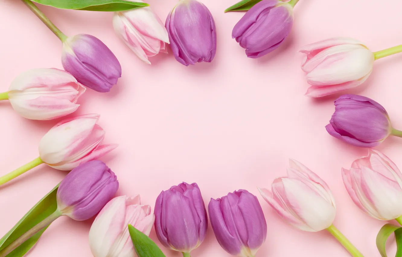 Фото обои цветы, букет, тюльпаны, розовый фон, pink, flowers, background, tulips