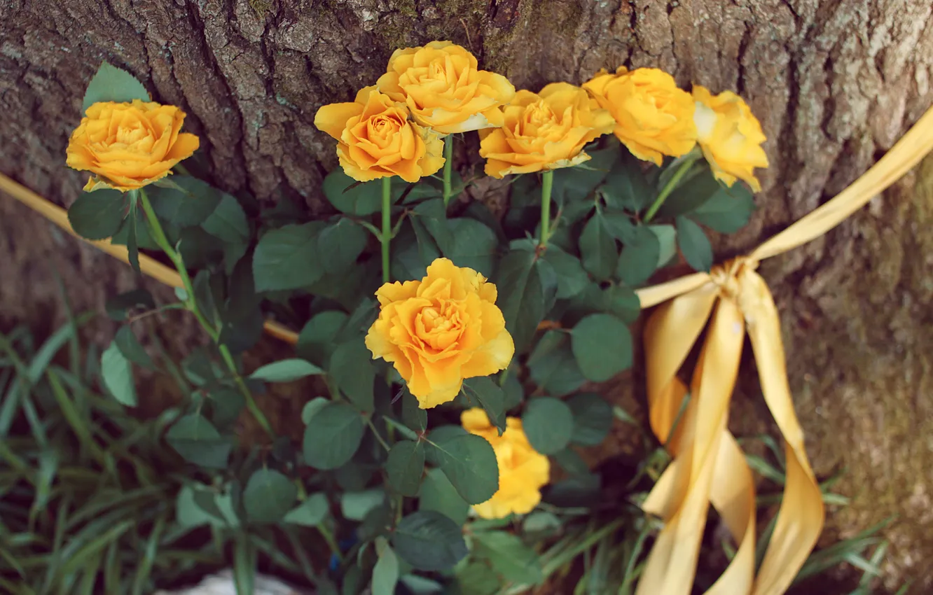 Фото обои цветы, дерево, желтые, лепестки, лента, кора, ленточка