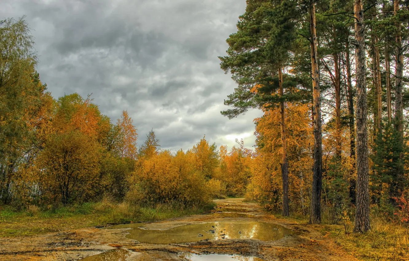 Фото обои дорога, осень, лес