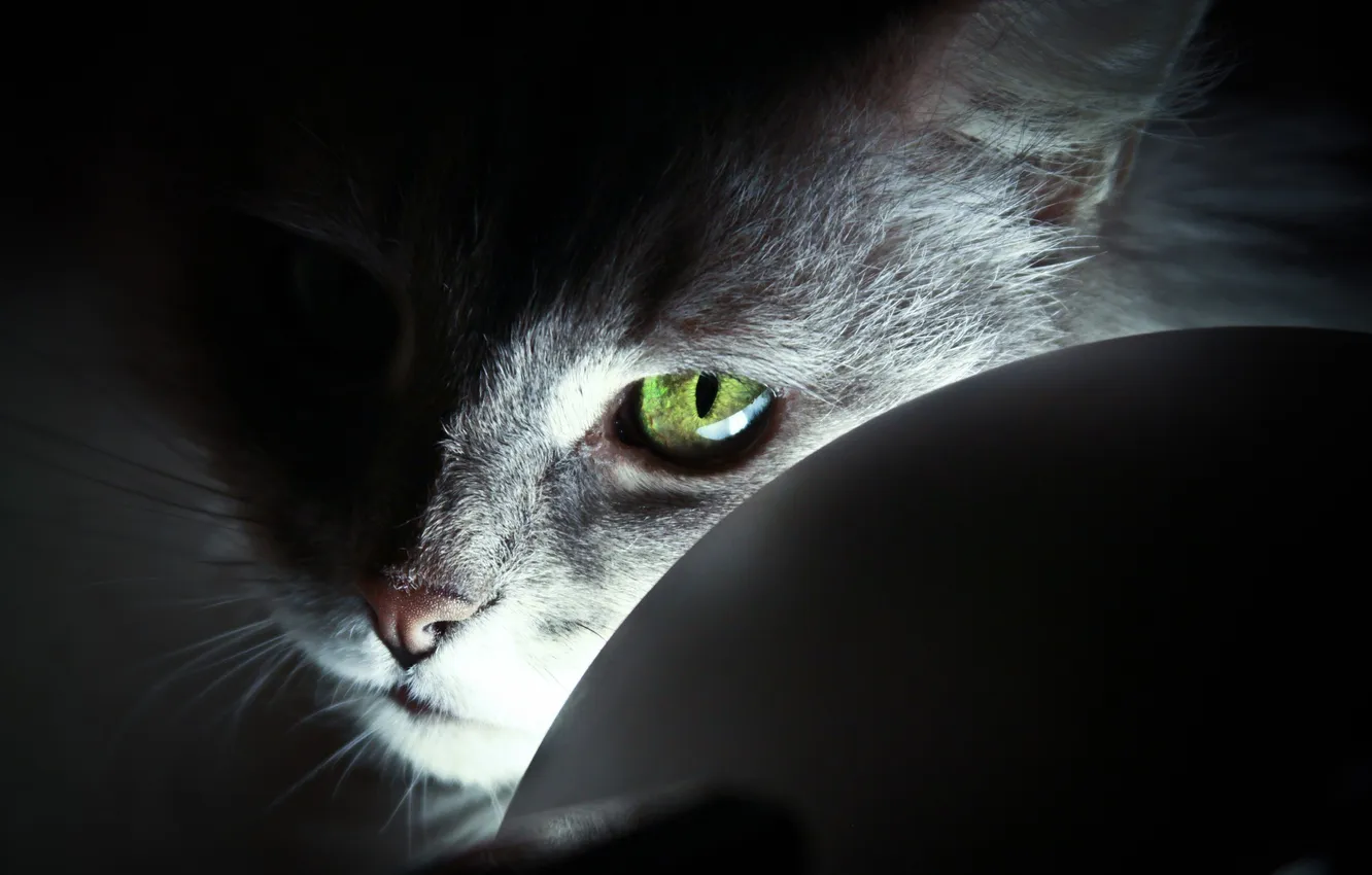 Фото обои кот, взгляд, свет, зеленый, глаз, шерсть