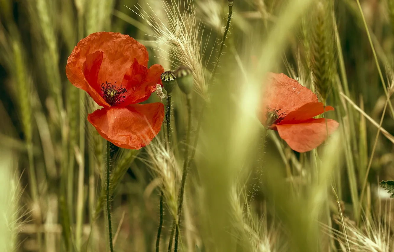 Фото обои трава, цветы, маки, лепестки, красные