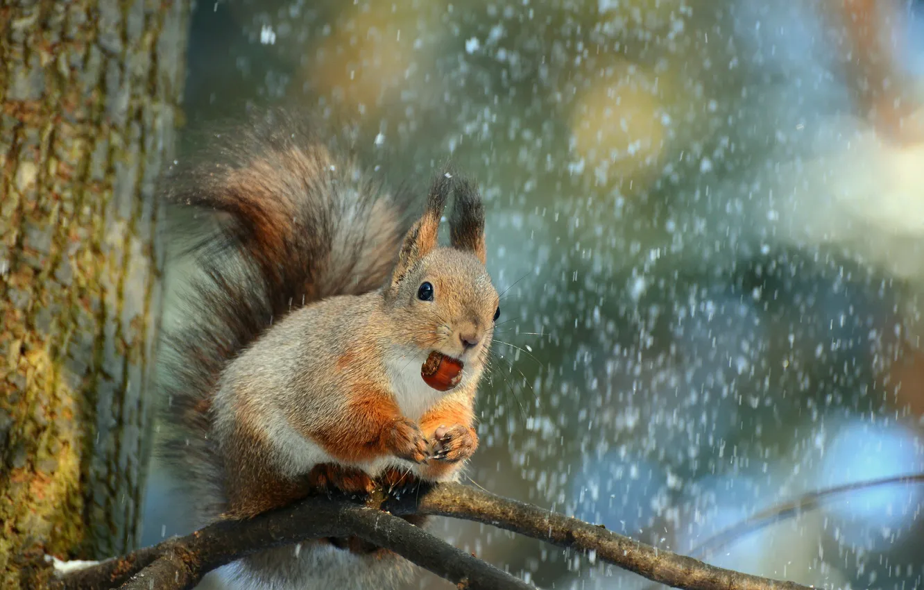 Фото обои зима, снег, природа, дерево, животное, ветка, орех, белка