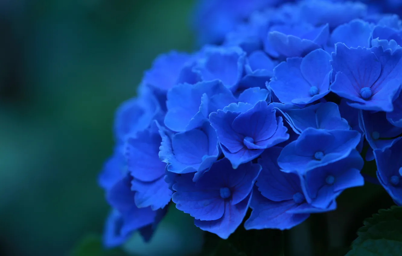 Фото обои макро, цветы, лепестки, синие, Гортензия