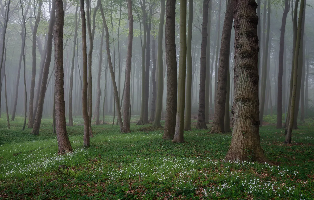 Фото обои зелень, лес, деревья, цветы, природа, туман, стволы, поляна