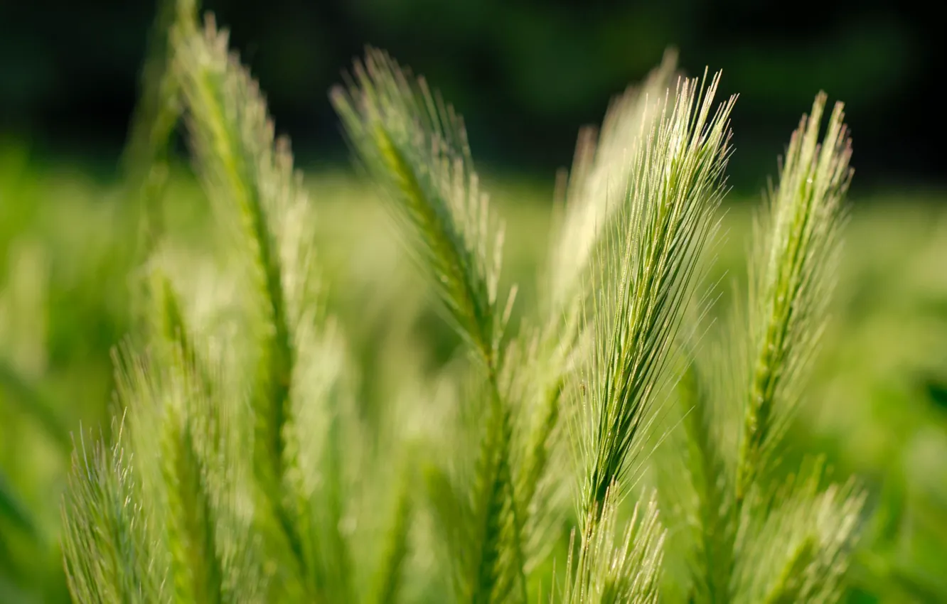 Фото обои пшеница, поле, природа, зерна, колосья, grass, fields, macro