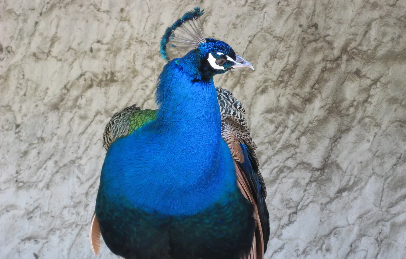 Фото обои птица, павлин, birds, zoo, peacock, Обыкновенный павлин, Photo by Arlen Shahverdyan, авторское фото Арлен Шахвердян