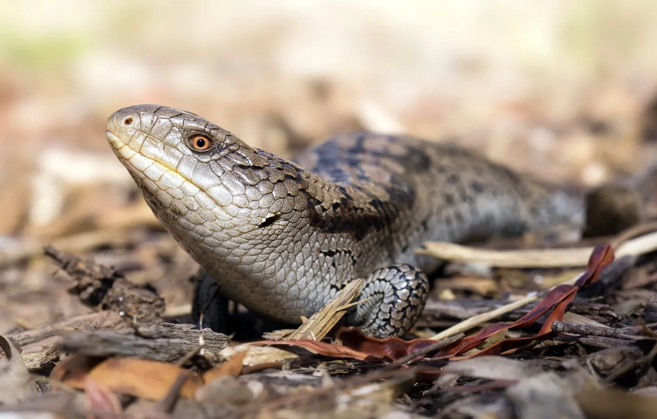 Фото обои макро, природа, Blotched Bluetongue, Tiliqua nigrolutea