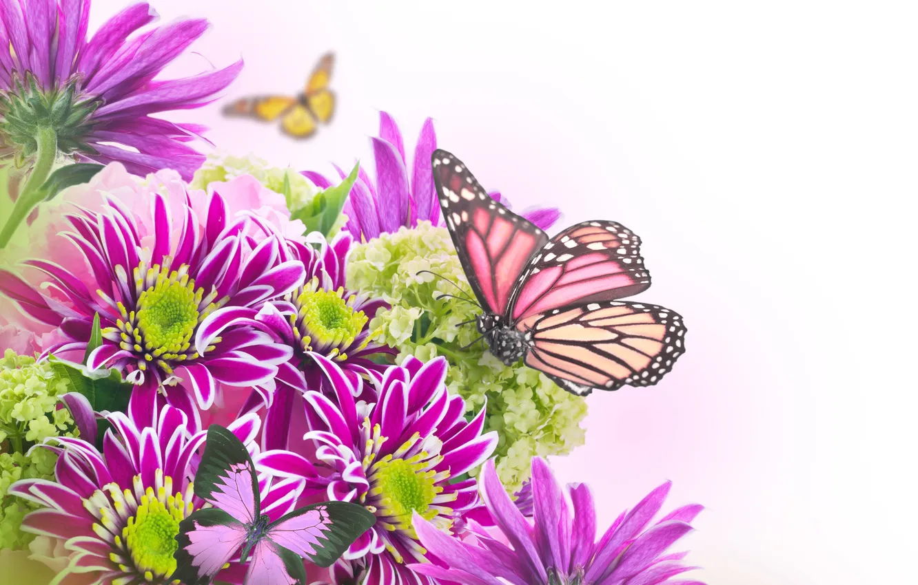 Фото обои бабочки, цветы, хризантемы, листики