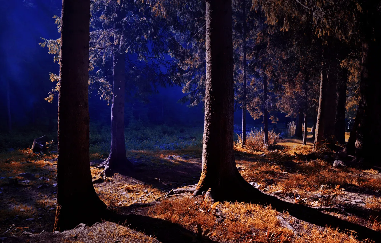 Фото обои лес, трава, свет, пейзаж, закат, опушка