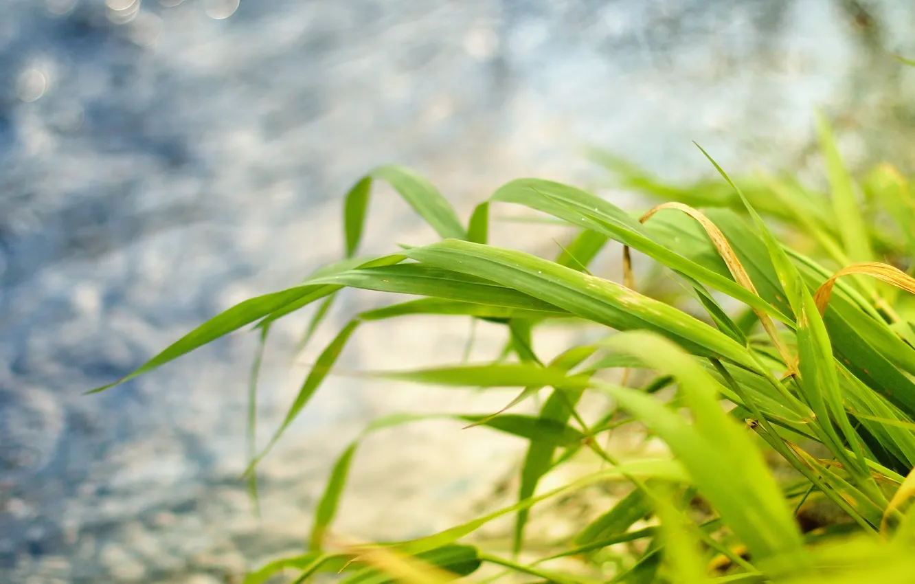 Фото обои трава, листья, макро, природа, обои, растения, фотографии