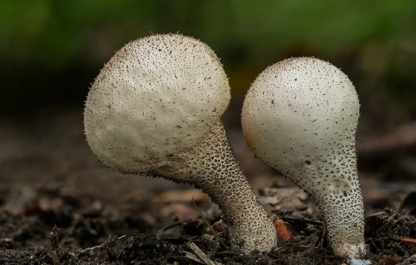 Фото обои фон, грибы, пара, дождевики, Beat Buetikofer