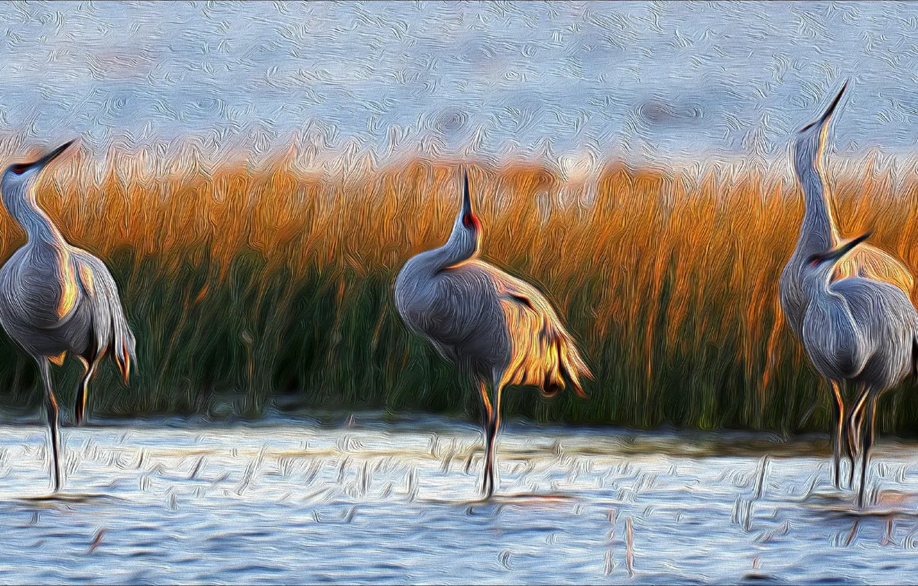 Фото обои Birds, beautiful, painting, cranes