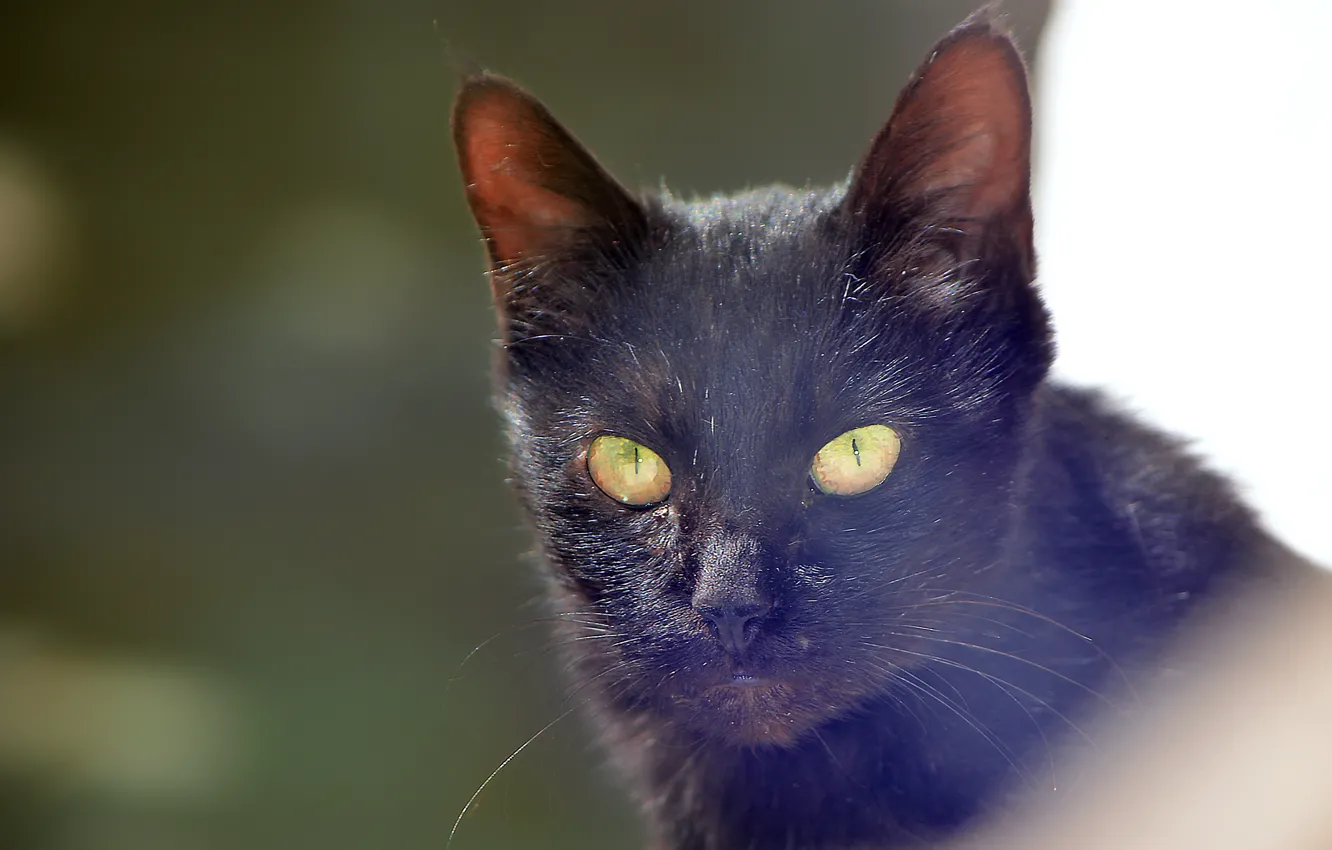 Фото обои black, green eyes, eyes, cat, looking, black cat, straight, starring
