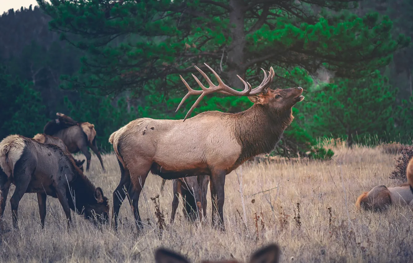 Фото обои green, animal, deer, wildlife, forrest, antlers