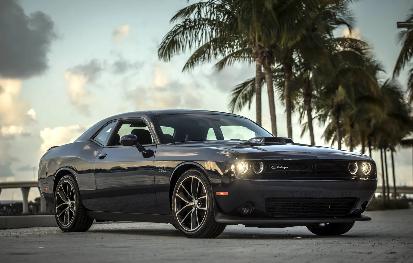 Фото обои авто, пальмы, Dodge, Dodge Challenger, чёрный