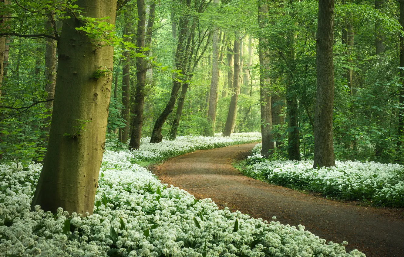 Фото обои Nature, Spring, White flowers, Ramsons flowers, Wild garlic, Forest path, Green Trees