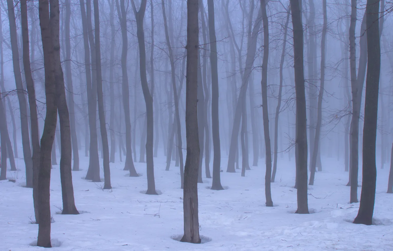 Фото обои снег, деревья, природа, туман, весна, Россия, Самара, Stan