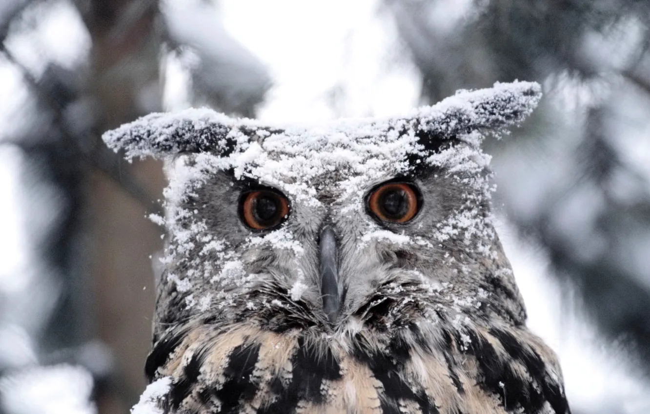 Фото обои зима, глаза, снег, сова, птица, перья, клюв, окрас