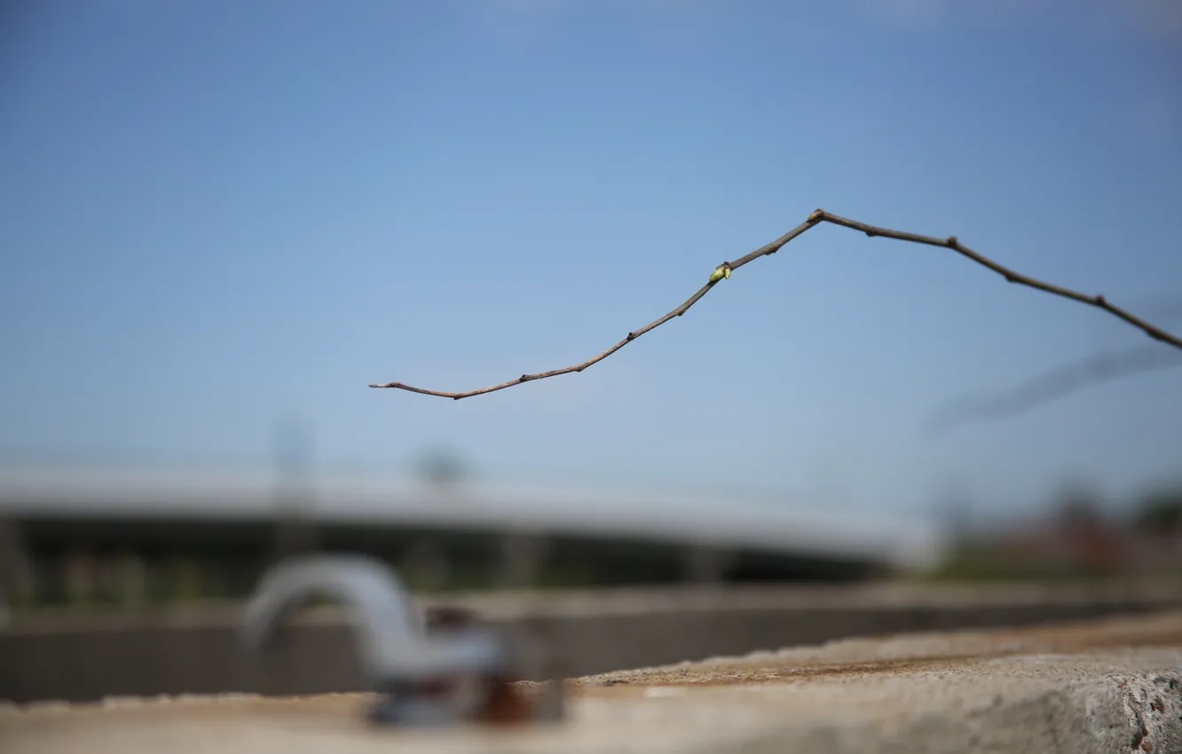 Фото обои trees, nature, macro, stick, branch