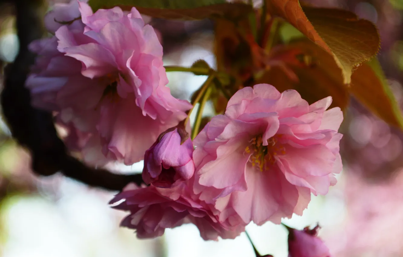 Фото обои цветы, природа, розовый, весна, сакура