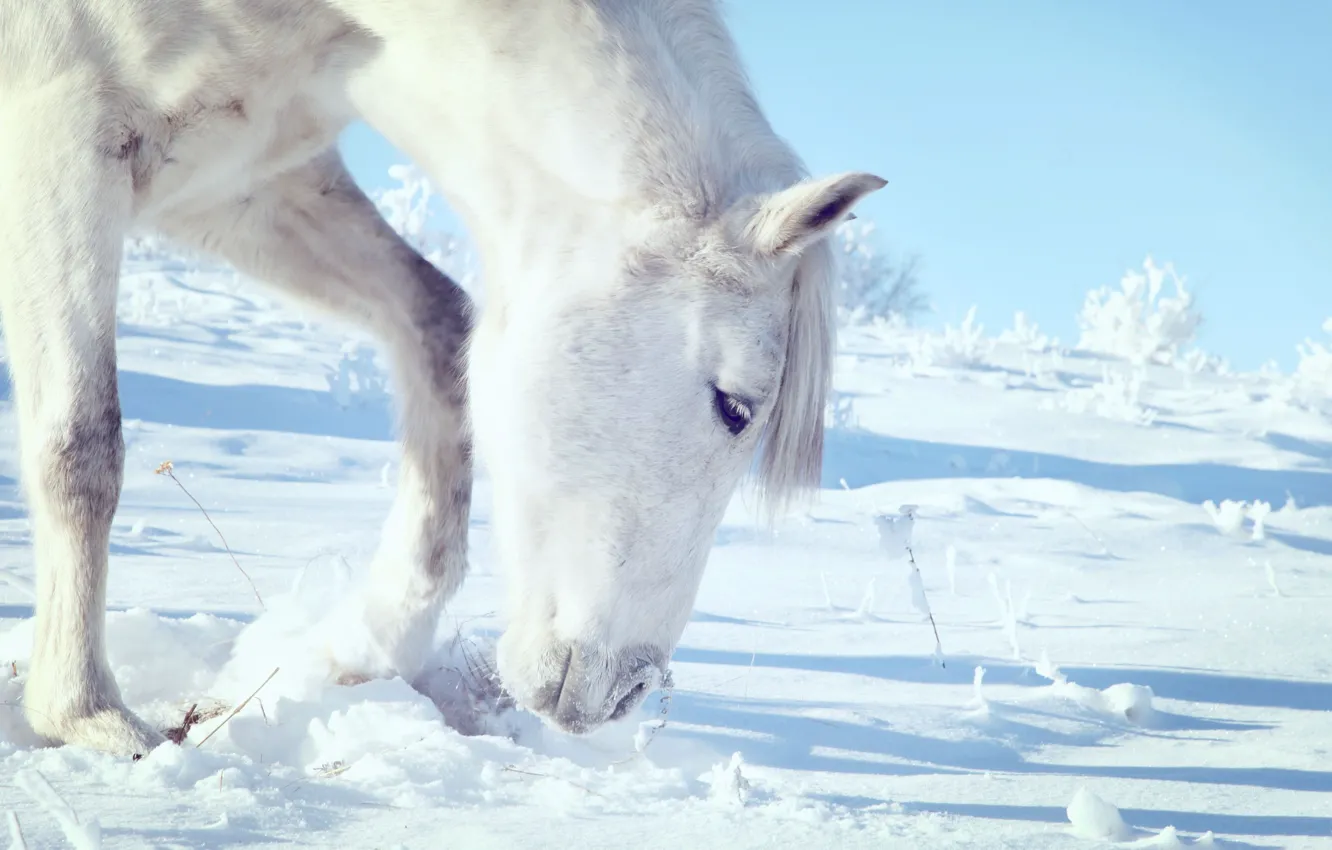 Фото обои white, sky, snow, hair, horse, yuki, free, head