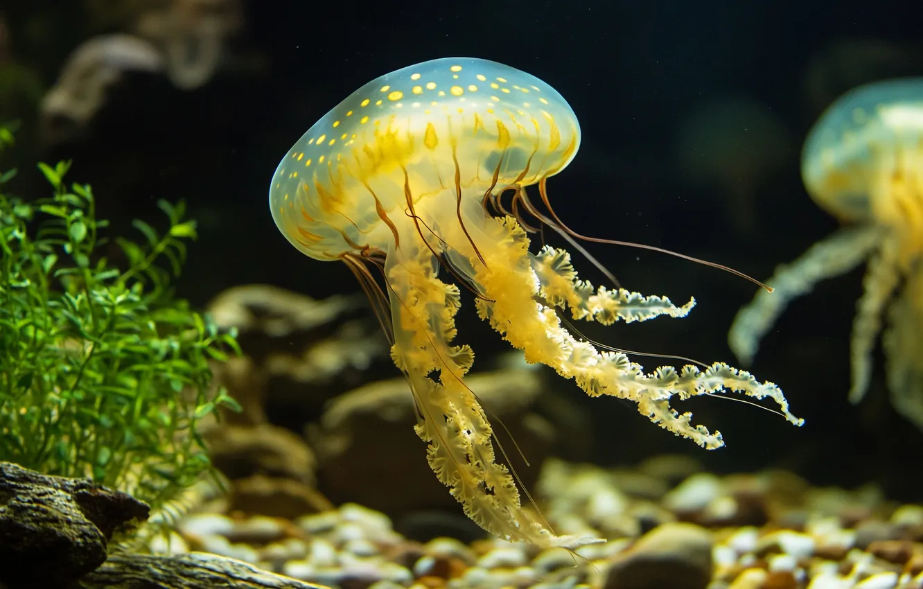 Фото обои море, медуза, подводный мир, ИИ-арт, нейросеть