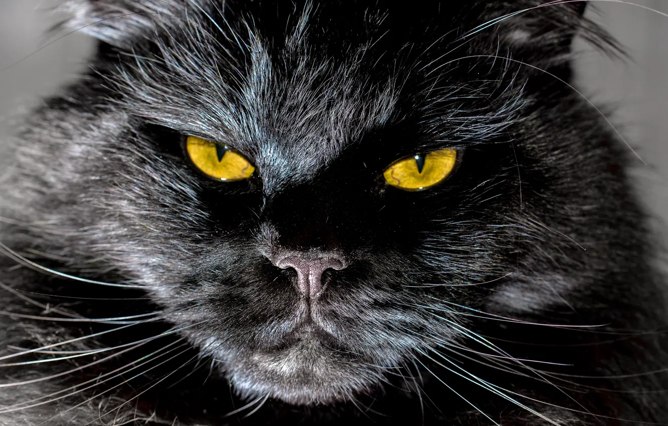 Фото обои кошка, кот, морда, крупный план, черный, портрет, желтые глаза