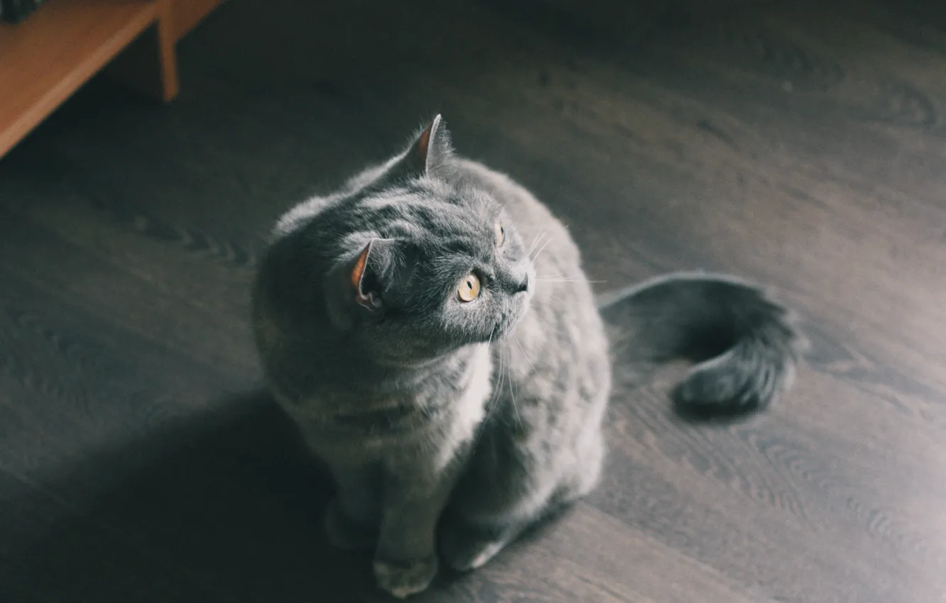 Фото обои кот, серый, пол, сидит, ламинат
